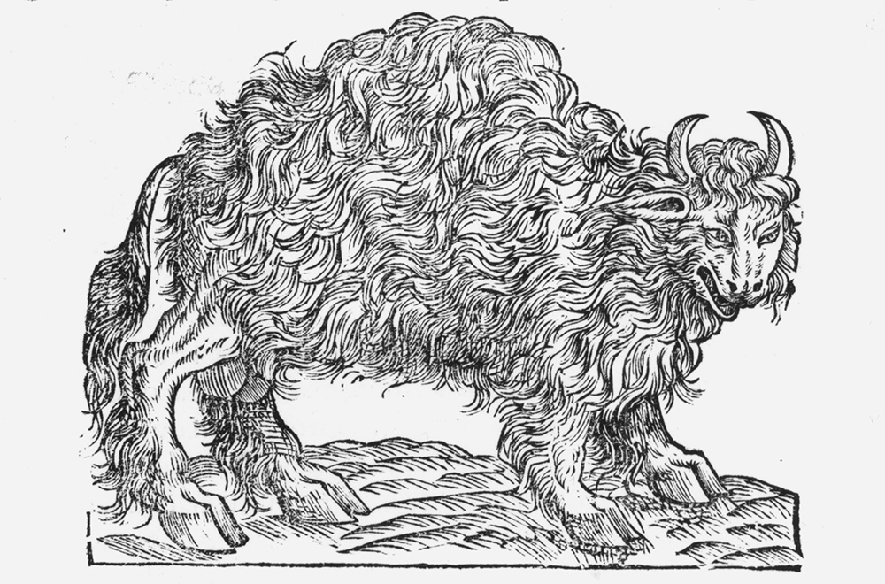 Illustrations that appeared in sixteenth-century accounts of European exploration of the Americas often showed exotic wildlife that owed as much to imagination as to observation. This woodcut, from a book by a French Franciscan friar whose two-month visit to Brazil in 1555 was spent largely in a sickbed, probably represents a North American bison.