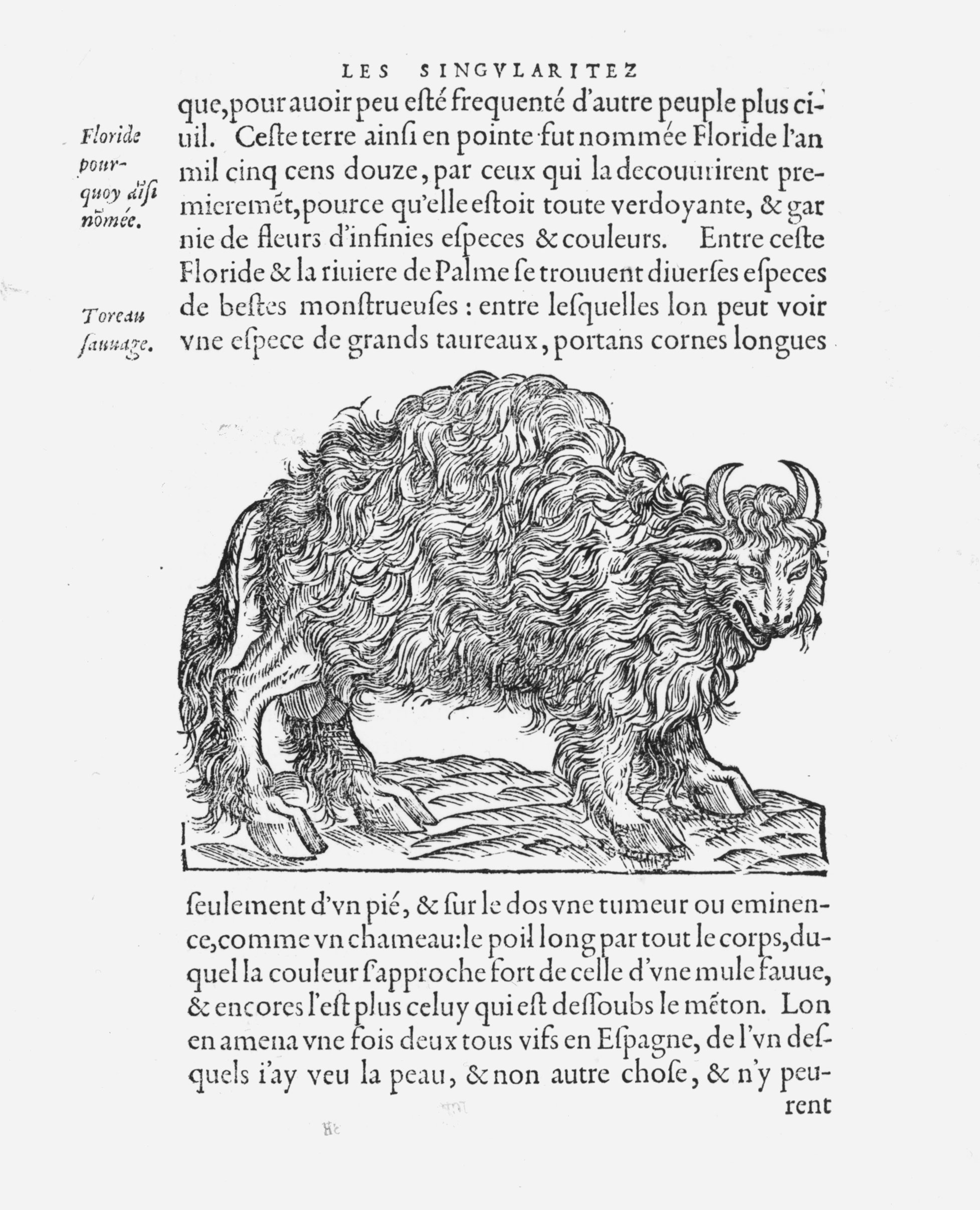 Illustrations that appeared in sixteenth-century accounts of European exploration of the Americas often showed exotic wildlife that owed as much to imagination as to observation. This woodcut, from a book by a French Franciscan friar whose two-month visit to Brazil in 1555 was spent largely in a sickbed, probably represents a North American bison.