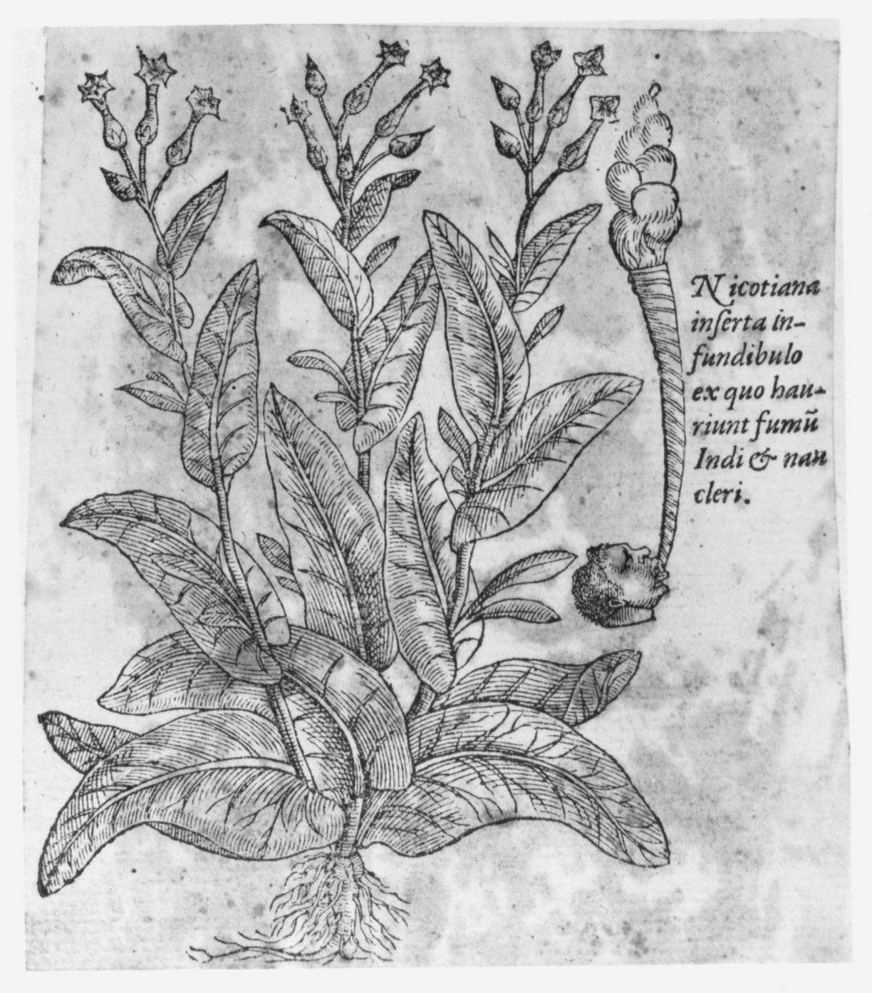 This woodcut in <em>Stirpium Adversaria Nova</em>, a botanical study published in 1570, was the first published illustration of the plant.